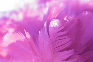 Bird and chickens feather texture for background Abstract,blur style and soft color of art design.