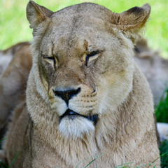 Close up portrait of female African Lion Panthera Leo Leo in Summer sun
