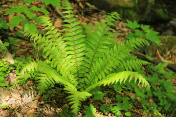Green fern in the forest