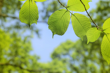Fresh green tree leaves on nature background