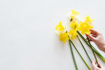 yellow narcissus on white background. beautiful spring flower bouquet. hands creating floral composition. copy space concept
