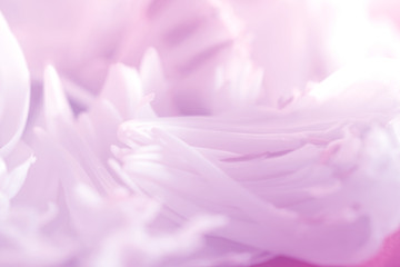 Naklejka na ściany i meble petal of the lotus blossom soft and blur focus, made with gradient and filter colored for background and postcard,Abstract,texture,pink.
