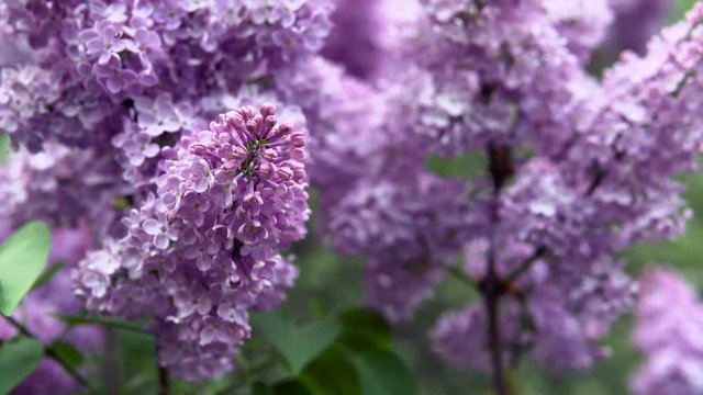 Spring flowers of lilac. Lilac flowers, nature