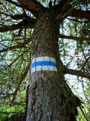 Oznaczenie niebieskiego szlaku na drzewie - trasy turystyczne w polskich Sudetach