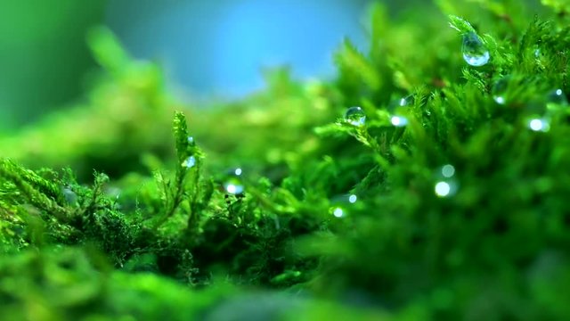 Shot macro plan green moss with raindrops, a dew of the morning.