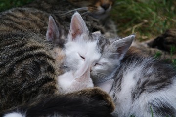 Młode koty śpiące u boku matki - obrazy, fototapety, plakaty