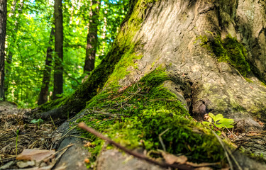 Photoshot of tree root with moos in the sunny day