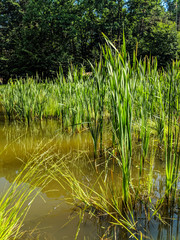 Landscape of nature with lake and grass in the summer season