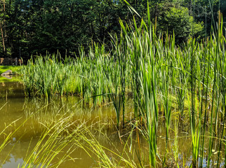 Landscape of nature with lake and grass in the summer season