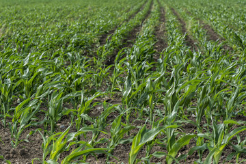 Young corn on the field, corn field in the spring