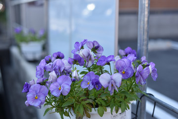 日本の野生の草花