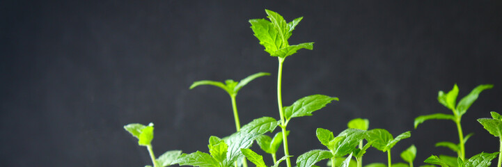Fresh homemade green peppermint on a gray dark concrete table.