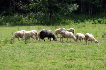 Naklejka na ściany i meble A herd of sheep grazing on sunny meadow in the countryside Plesivica in continental Croatia 