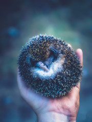 curled up hedgehog in the hand
