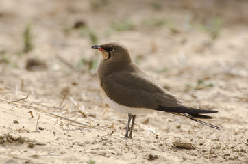 Glaréole à collier,.Glareola pratincola, Collared Pratincole