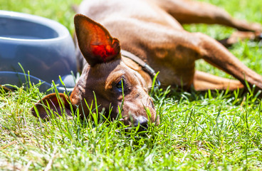 Miniature pinscher resting next to feeding bown on a hot summer day