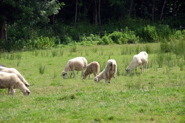 Obraz premium A herd of sheep grazing on sunny meadow in the countryside Plesivica in continental Croatia 