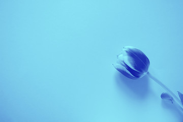 Blue tulip flower duotone background texture gradient.