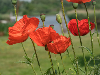 Obraz premium Poppies in the wind