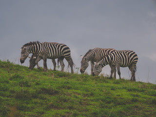 zebras grazing
