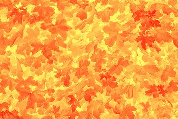Naklejka na ściany i meble Red yellow foliage duotone background or texture.