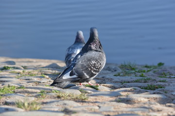 pigeon