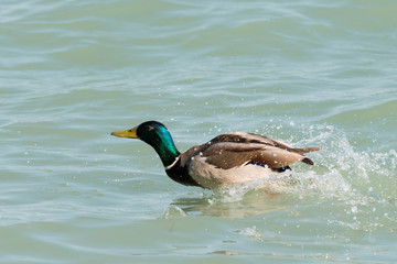 Fototapeta premium beautiful duck at Balaton