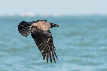flying crow background