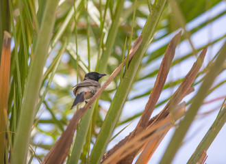 a small exotic bird on the branches with flowers