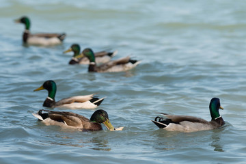 beautiful duck at Balaton