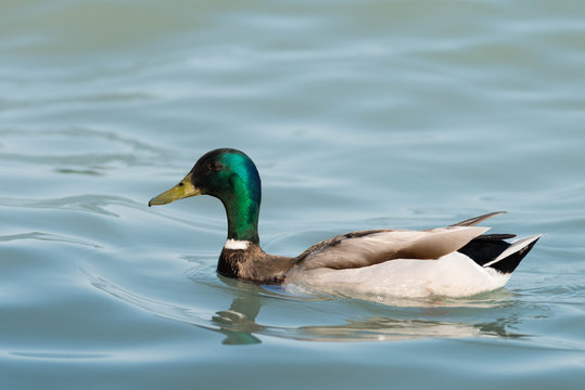beautiful duck at Balaton