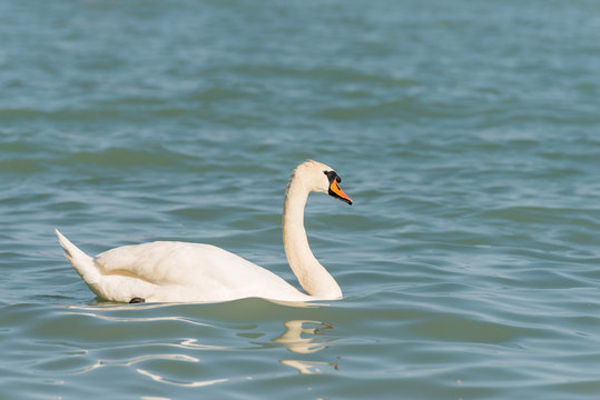 beautiful white swan
