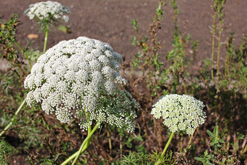 Ammi visnaga plant