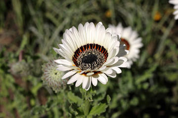 Gazania flower