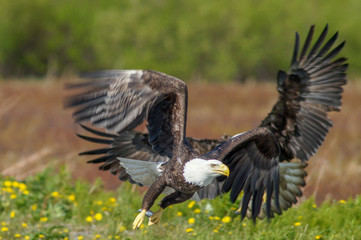 Eagle Taking Off