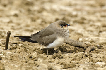 Glaréole à collier,.Glareola pratincola, Collared Pratincole