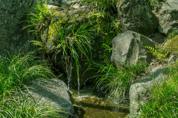 東京の自然　等々力渓谷７　日本庭園の滝