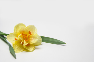 Fototapeta na wymiar Yellow Narcissus flower on white background with dew drops