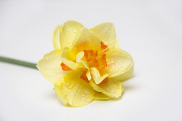 Obraz na płótnie Canvas Yellow Narcissus flower on white background with dew drops