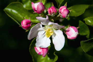 Fototapeta na wymiar Beautiful multi-colored flowers of an apple-tree close-up.