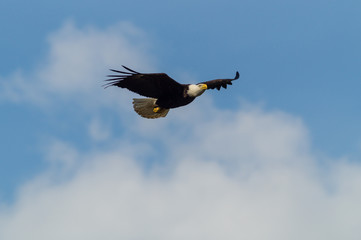 Eagle Soaring