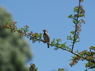 Sperling auf Feuerdorn sitzend - Sparrow sparrow sitting on fire thorn
