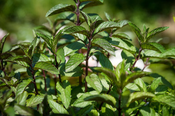 Mint with a fragrant and healthy herb