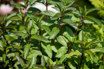 Mint with a fragrant and healthy herb