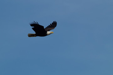 Eagle with a notch in his wing