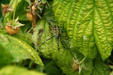 Duży żółty pająk na zielonych liściach - obrazy, fototapety, plakaty