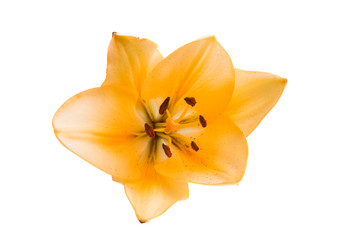 Fototapeta na wymiar lily isolated