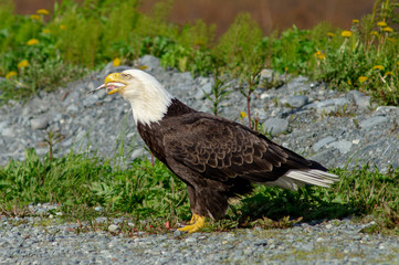 Fototapeta premium Eagle eating a fish