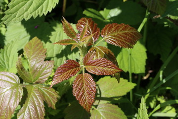 Raspberry bush with green leaves