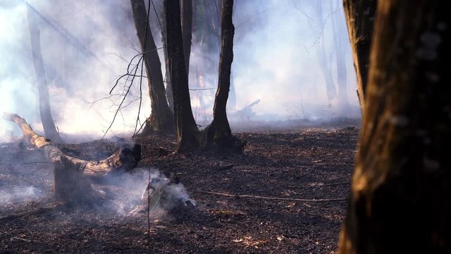 Fire in forest destroys nature - (4K)